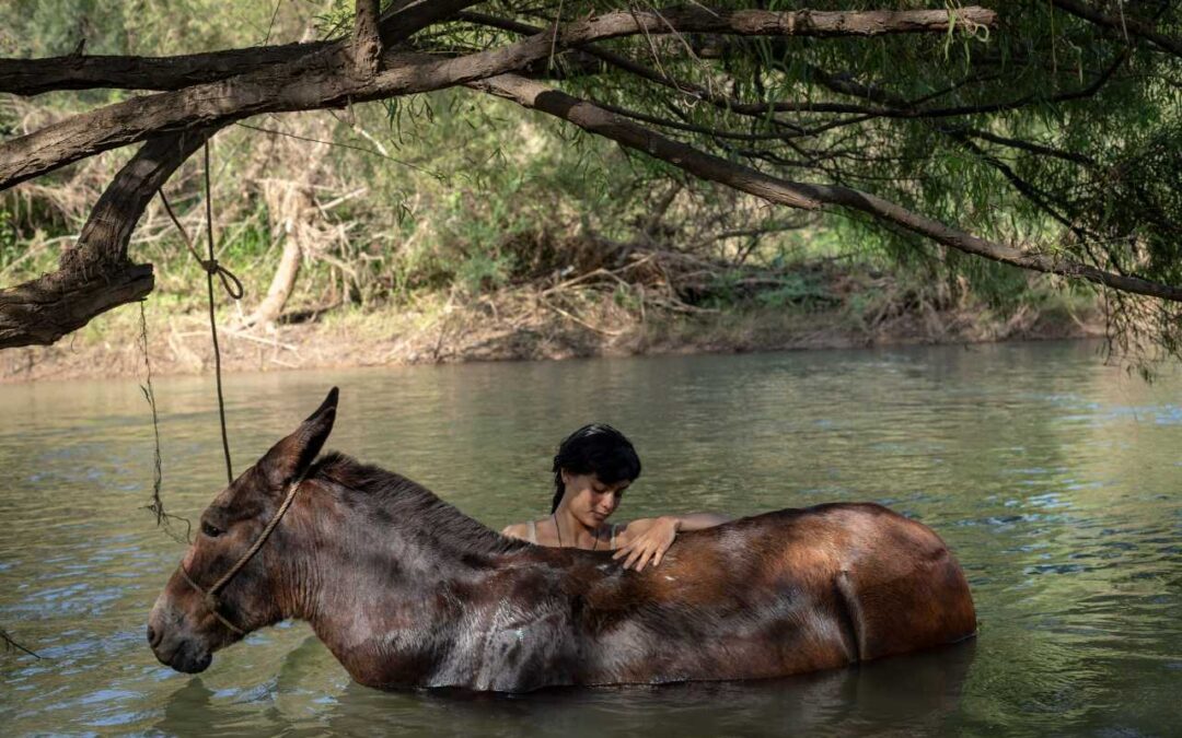 La Arriera | The Muleteer